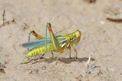 Hesperotettix viridis viridis