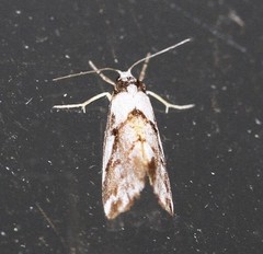 Philenora chionastis