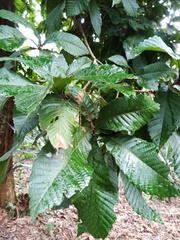 Quercus insignis
