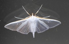 Palpita margaritacea