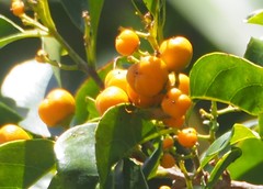 Emmenosperma cunninghamii