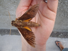 Gnathothlibus erotus