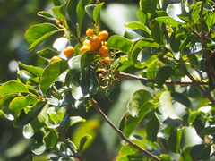 Emmenosperma cunninghamii
