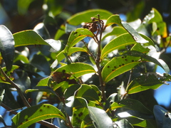 Emmenosperma cunninghamii