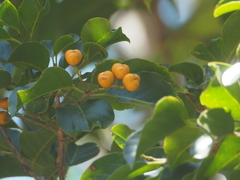 Emmenosperma cunninghamii