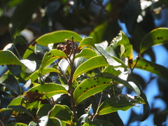 Emmenosperma cunninghamii