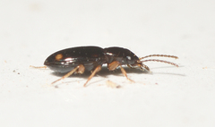 Elaphropus lucasii