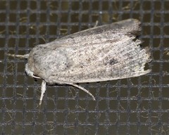 Leucania dasycnema