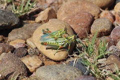 Hesperotettix viridis viridis