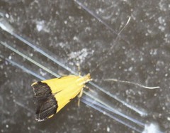 Crocanthes micradelpha