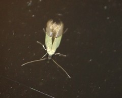 Opogona protodoxa