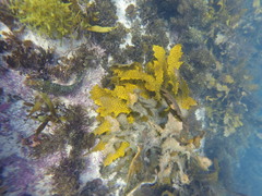 Leptoscarus vaigiensis