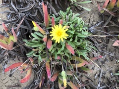 Agoseris apargioides