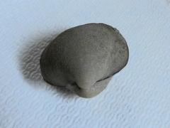 Monocondylaea jaspidea