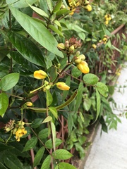 Senna occidentalis