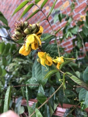 Senna occidentalis