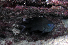 Acanthochromis polyacanthus