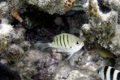 Abudefduf whitleyi