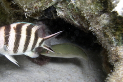 Stethojulis strigiventer