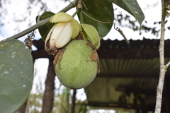 Passiflora ambigua