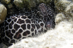 Gymnothorax favagineus