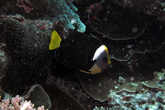 Chaetodontoplus meredithi