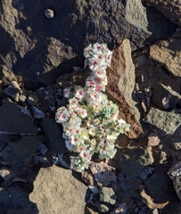 Halogeton glomeratus