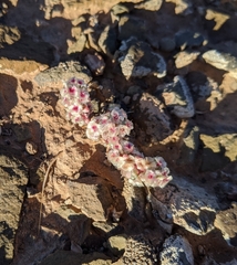 Halogeton glomeratus
