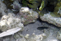 Asterropteryx semipunctata