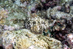 Salarias ceramensis