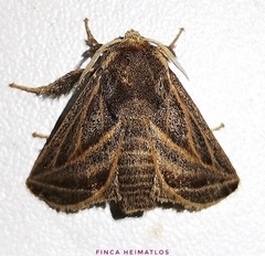 Natada fusca