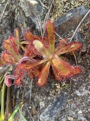 Drosera ericgreenii