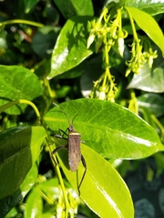 Phthiacnemia picta