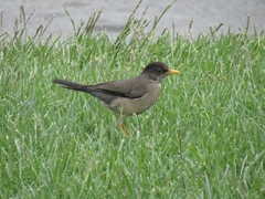 Turdus falcklandii