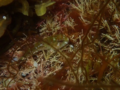 Myoxocephalus