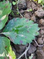 Diplocarpon fragariae