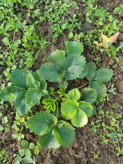 Diplocarpon fragariae