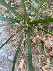 Cyperus alterniflorus