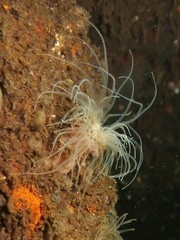 Sagartiogeton undatus