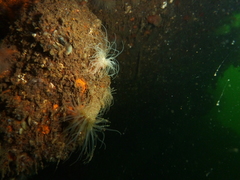 Sagartiogeton undatus
