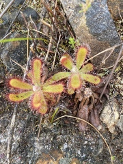 Drosera ericgreenii