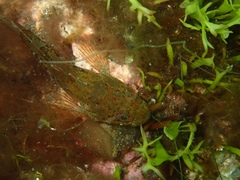 Myoxocephalus scorpius