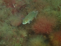 Tautogolabrus adspersus