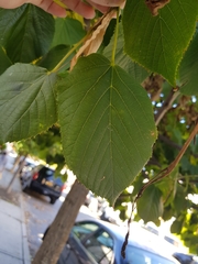 Tilia americana