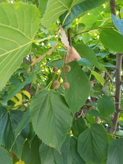 Tilia americana