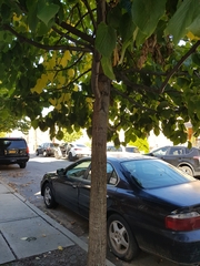 Tilia americana