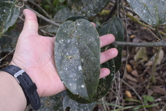 Passiflora ambigua