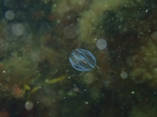 Sea Gooseberry, photo 4 of 8