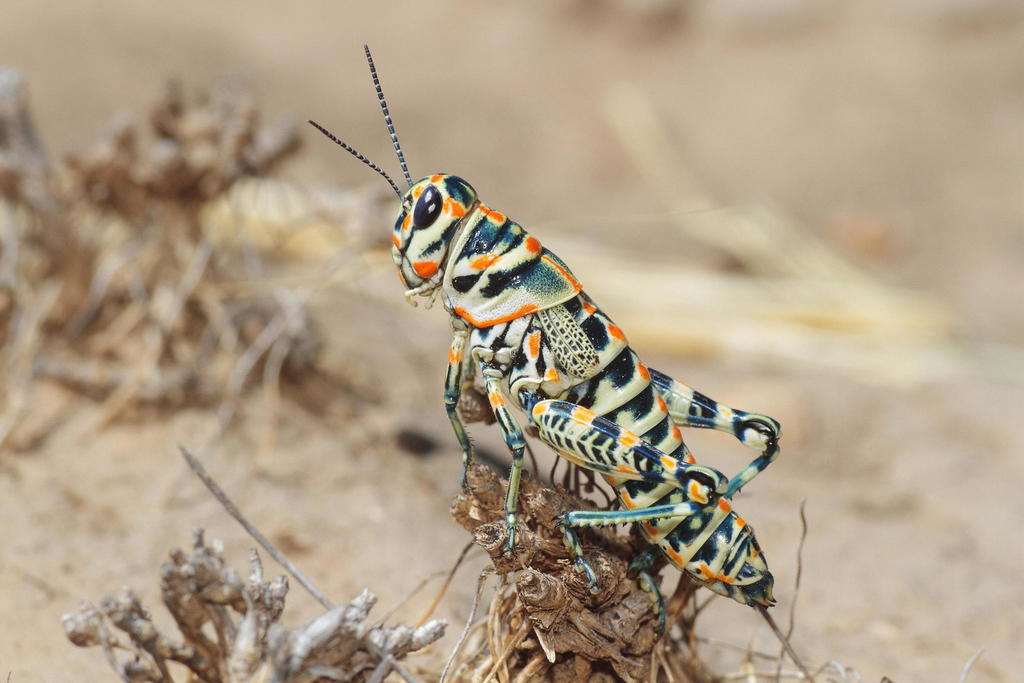 Dactylotini