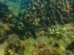 Tautogolabrus adspersus
